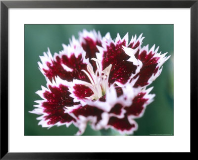 Dianthus Mendlesham Minx by Lynn Keddie Pricing Limited Edition Print image