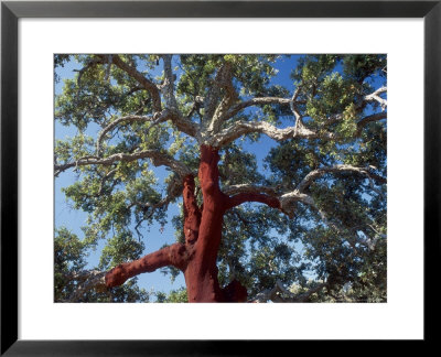 Cork Oak, Toledo, Spain by Antinolo Jorge Sierra Pricing Limited Edition Print image