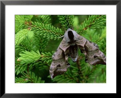 Poplar Hawk Moth At Rest, Vildumae Nr, Estonia by Niall Benvie Pricing Limited Edition Print image