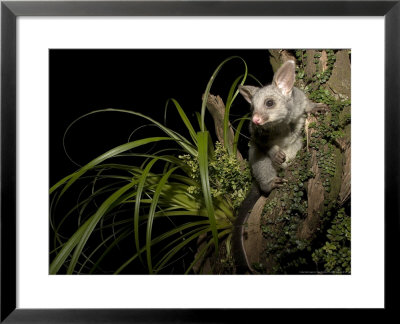 Brushtail Opossum At Night, New Zealand by Tobias Bernhard Pricing Limited Edition Print image