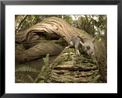 Brushtail Opossum, Juvenile, New Zealand by Tobias Bernhard Pricing Limited Edition Print image