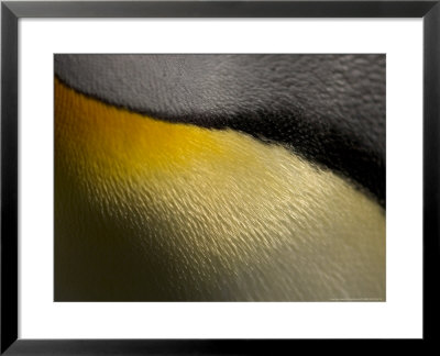 King Penguin, Close Up Detail, Sub Antarctic by Tobias Bernhard Pricing Limited Edition Print image