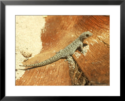 Spotted Dtella, Coral Bay, West Australia by Andrew Bee Pricing Limited Edition Print image