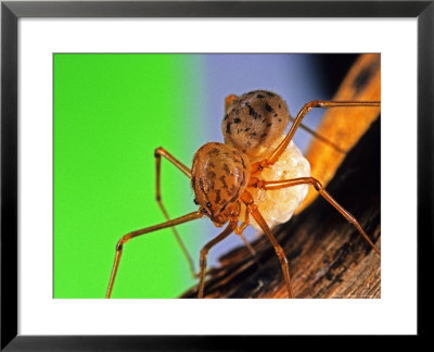 Spitting Spider, Adult Female Carrying Her Eggs, Italy by Emanuele Biggi Pricing Limited Edition Print image