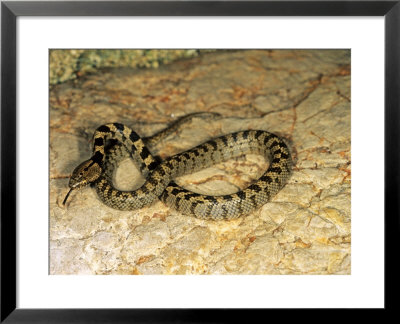 European Cat Snake, Young Specimen From Krk Island, Croatia by Emanuele Biggi Pricing Limited Edition Print image