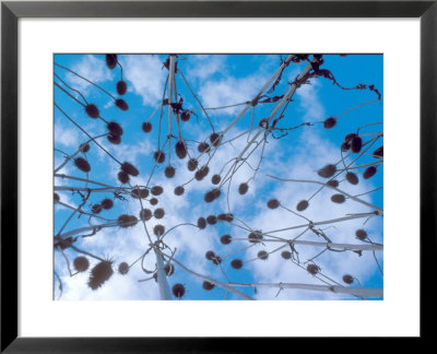 Teasel, Seeds Heads by David Boag Pricing Limited Edition Print image