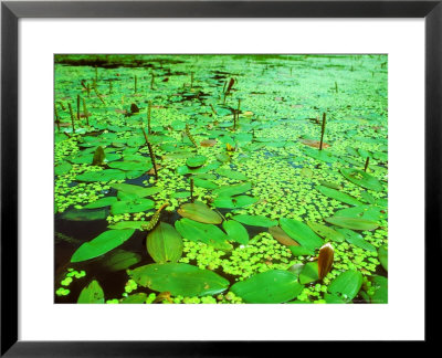 Pond Weed, And Duckweed, Summer by David Boag Pricing Limited Edition Print image