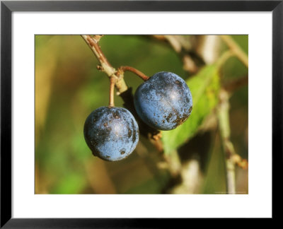 Blackthorn, Sloe Berries by David Boag Pricing Limited Edition Print image