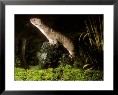 Weasel, Hunting by David Boag Pricing Limited Edition Print image