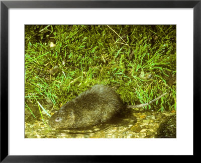 Water Vole At Waters Edge by David Boag Pricing Limited Edition Print image