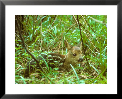 Roe Deer, Fawn by David Boag Pricing Limited Edition Print image