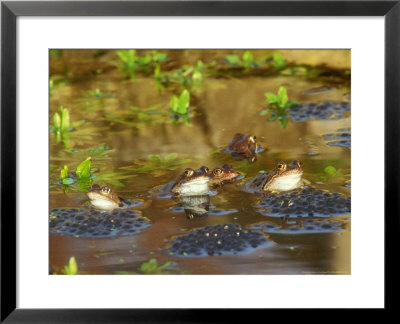 Common Frogs, With Spawn by David Boag Pricing Limited Edition Print image