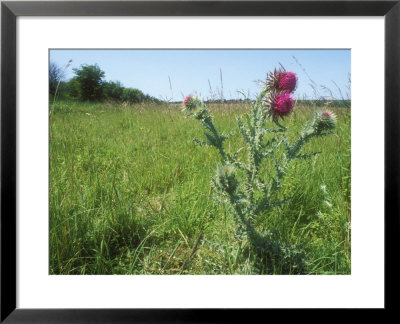 Woolly Thistle, Summer by David Boag Pricing Limited Edition Print image