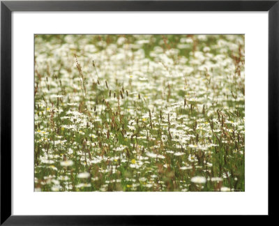 Ox-Eye Daisy, Summer by David Boag Pricing Limited Edition Print image