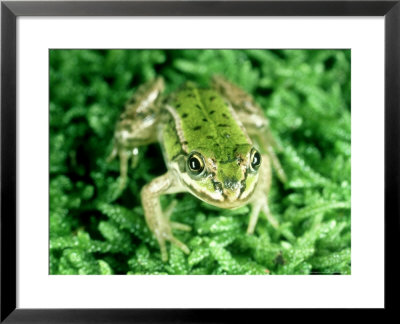 Edible Frog, Immature, Poland by Liz Bomford Pricing Limited Edition Print image