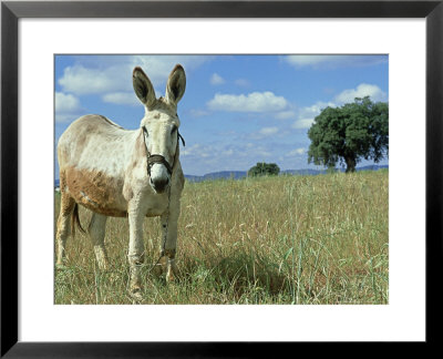 Domestic Donkey, May, Spain by Werner Bollmann Pricing Limited Edition Print image