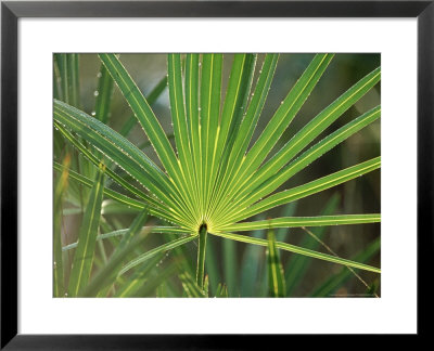 Palmetto Leaf, Florida, Usa by Olaf Broders Pricing Limited Edition Print image