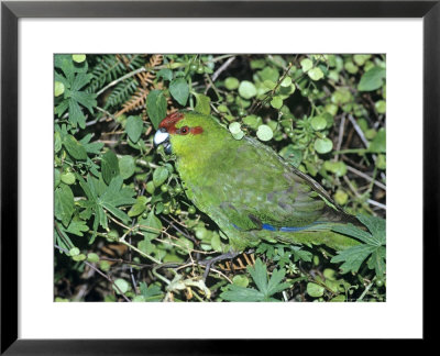 Red-Crowned Parakeet, Feeding, N.Zealand by Robin Bush Pricing Limited Edition Print image