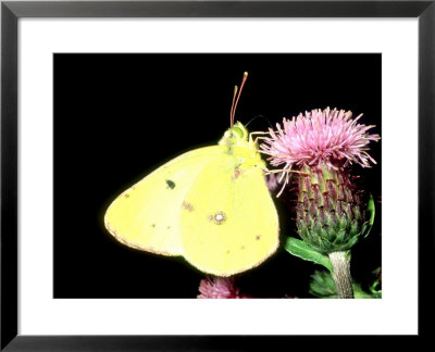Bergers Clouded Yellow, Male by Terry Button Pricing Limited Edition Print image