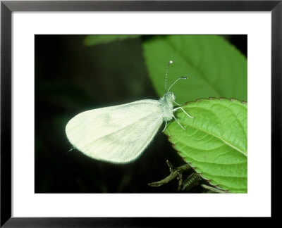 Wood White, Leptidia Sinapis by Terry Button Pricing Limited Edition Print image