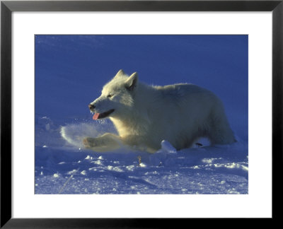 White Wolf, Canis Lupus, Running Canada by Alan And Sandy Carey Pricing Limited Edition Print image