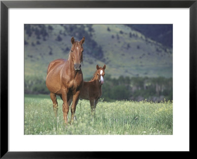 Quarter Horse Mare & Colt by Alan And Sandy Carey Pricing Limited Edition Print image