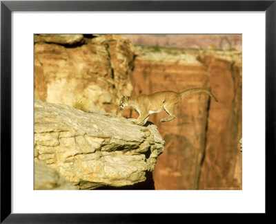 Mountain Lion, Leaping Between Cliffs, Usa by Alan And Sandy Carey Pricing Limited Edition Print image