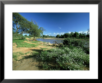 Helitropium Stevdnerii On Bank Of Uaso Nyiro River, Africa by David Cayless Pricing Limited Edition Print image