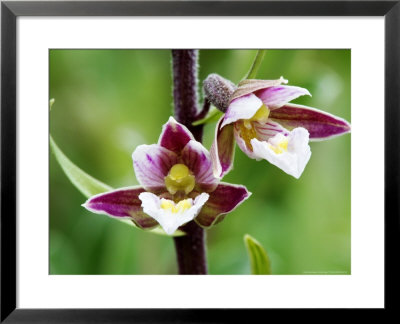 Marsh Helleborine Close Up Of Flowers, Uk by David Clapp Pricing Limited Edition Print image