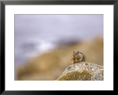 Beecheys Ground Squirrel Relaxing On Rock, California, Usa by David Courtenay Pricing Limited Edition Print image