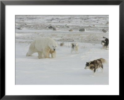 Polar Bear, And Local Sled Dogs At Cape Churchill, Manitoba, Canada by Daniel Cox Pricing Limited Edition Print image