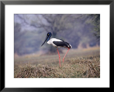 Black Necked Stork, Female, India by Kenneth Day Pricing Limited Edition Print image