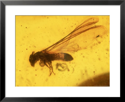 Winged Termite In Amber, Eocene-Oligocene Dominican Republic by David M. Dennis Pricing Limited Edition Print image