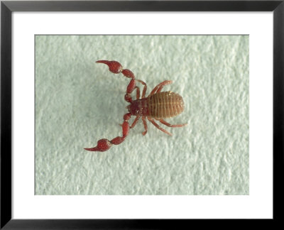 Pseudoscorpion, App 3X Magnification by David M. Dennis Pricing Limited Edition Print image