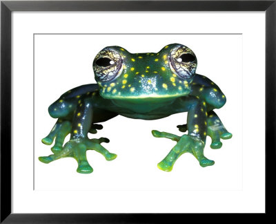 Glass Frog, Panama by David M. Dennis Pricing Limited Edition Print image