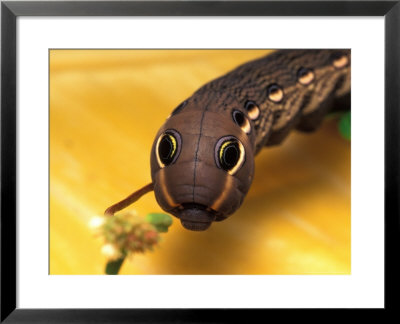 Sphinx Moth Caterpillar With False Eye Spots by David M. Dennis Pricing Limited Edition Print image