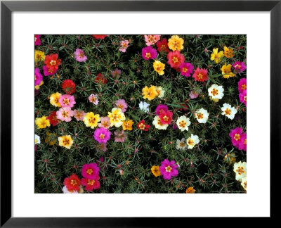 Mass Of Flowers by David M. Dennis Pricing Limited Edition Print image