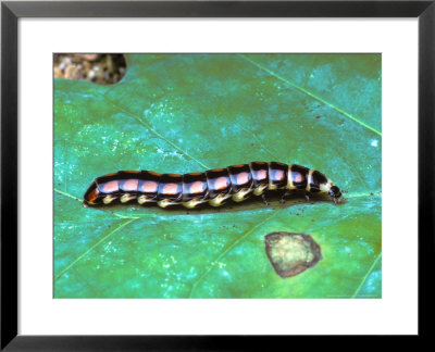 Larva On Leaf by David M. Dennis Pricing Limited Edition Print image