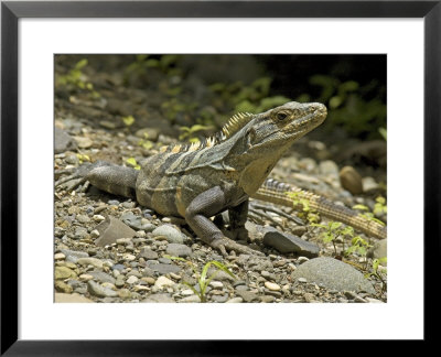 Spiny Iguana, Quipos, Costa Rica by David M. Dennis Pricing Limited Edition Print image