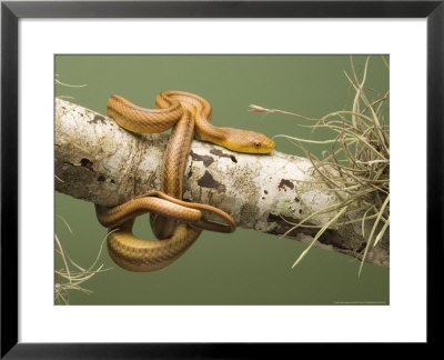 Yellow Rat Snake, Sarasota County, Usa by David M. Dennis Pricing Limited Edition Print image