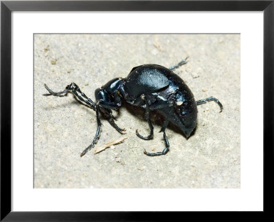 Blister Beetle Playing Dead, Great Smoky Mountains National Park, Usa by David M. Dennis Pricing Limited Edition Print image