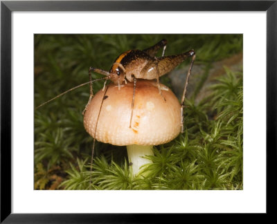 Camel Cricket Eating Mushroom, Great Smoky Mountains National Park, Usa by David M. Dennis Pricing Limited Edition Print image