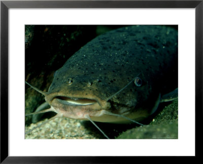 Electric Catfish, Lake Tanganyika, Tanzania by Deeble & Stone Pricing Limited Edition Print image