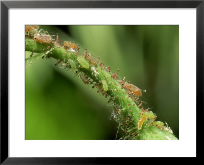 Rose Aphid, Lisbon, Portugal by Paulo De Oliveira Pricing Limited Edition Print image