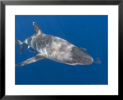 Silvertip Shark, With Small Fish, Indian Ocean by Chris And Monique Fallows Pricing Limited Edition Print image
