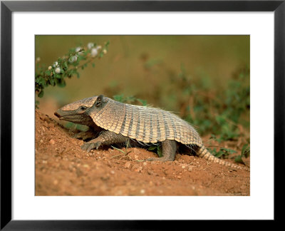 Yellow Armadillo, Pantanal, Brazil by Berndt Fischer Pricing Limited Edition Print image