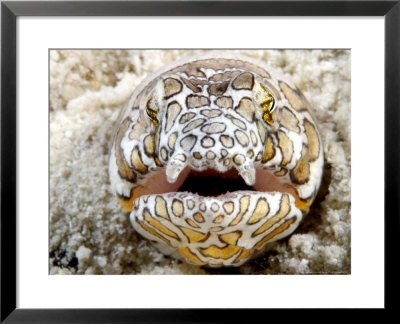 Napoleon Snake-Eel, In Sand, Malaysia by David B. Fleetham Pricing Limited Edition Print image