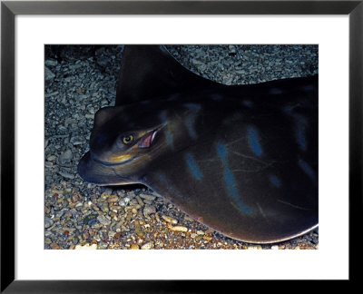Southern Eagle Ray, South Australia by David B. Fleetham Pricing Limited Edition Print image