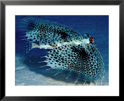 Flying Gurnards Or Helmet Gurnard, Hawaii by David B. Fleetham Pricing Limited Edition Print image