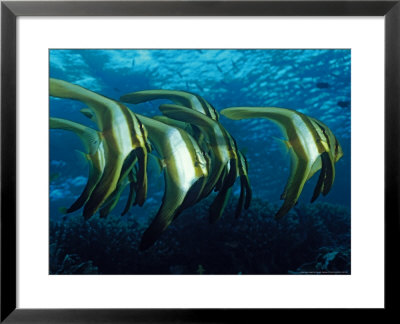 Longfin Batfish, Indonesia by David B. Fleetham Pricing Limited Edition Print image